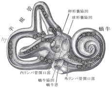 三半器官